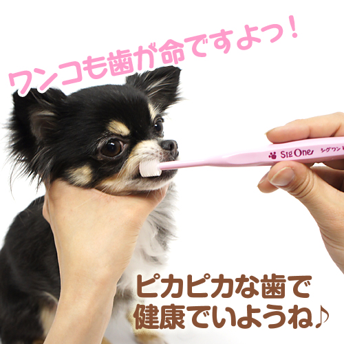 �ԥ��ԥ��ʻ��Ƿ򹯤Ǥ��褦�͢���󥳤����̿�Ǥ���á�