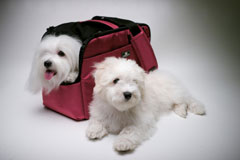 sleepypod atom�����꡼�ԡ��ݥå� ���ȥ�